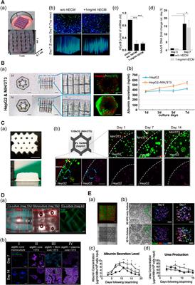 Review on Multicomponent Hydrogel Bioinks Based on Natural Biomaterials for Bioprinting 3D Liver Tissues